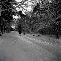 Harlow Carr, Harlow Moor and Pine Woods